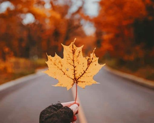 Yellow Maple Leaf On A Country Road paint by numbers