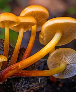 Yellow Mushrooms On Black Tree Branch paint by numbers