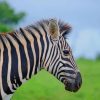 Zebra Field Covered With Green Grass paint by numbers