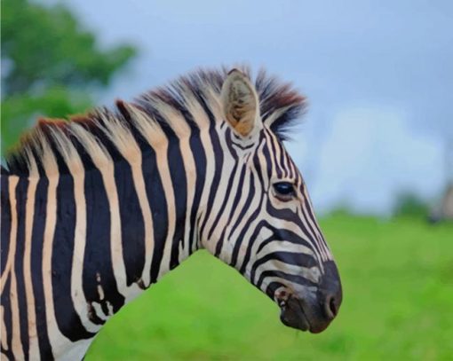 Zebra Field Covered With Green Grass paint by numbers