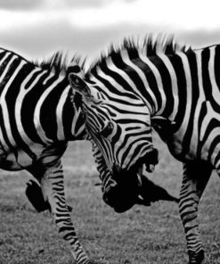 Two Zebras Clash paint by numbers