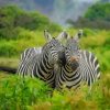 Two Zebras Close Up paint by numbers