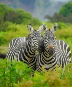 Two Zebras Close Up paint by numbers