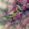 American Goldfinch Paint by numbers