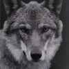 Wolf Black And White paint by numbers