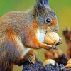 Acorn squirrel Paint By Numbers