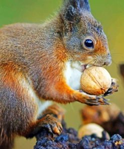 Acorn squirrel Paint By Numbers