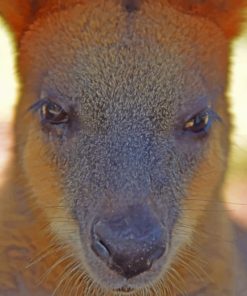 Australian Kangaroo paint by numbers