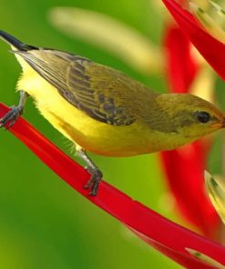 Avian Perch On Leaves paint by numbers