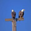 Bald Eagle Couple paint by numbers