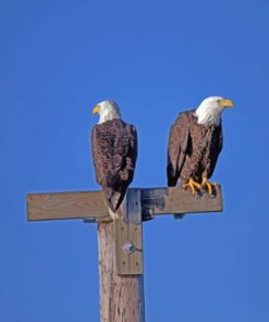 Bald Eagle Couple paint by numbers