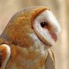 Barn Owl paint by numbers