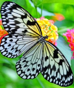 Black And White Butterfly Paint By Numbers