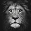 Black And White Lion Paint by numbers