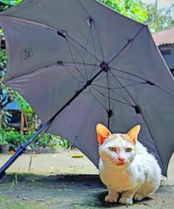 Cat Under Umbrella paint by numbers