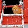 Cat With Ladder paint by numbers