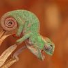 Chameleon Species Macro paint by numbers