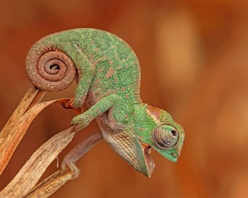 Chameleon Species Macro paint by numbers