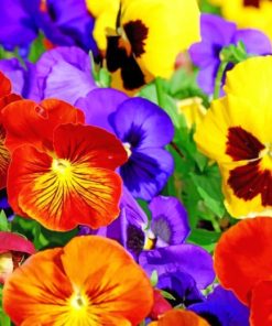 Colorful Pansies Paint By Numbers