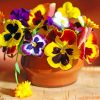 Colorful Pansies Paint By Numbers