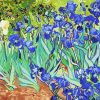 Vincent Van Gogh Irises Paint by numbers