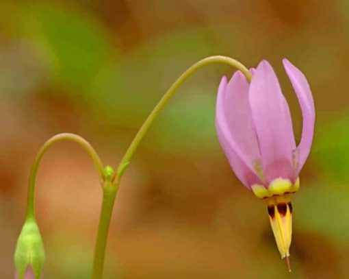 Dodecatheon Meadia Flower paint by numbers