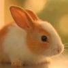 Small Domestic Rabbit paint by numbers