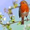 European Robin Paint By Numbers