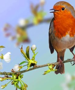 European Robin Paint By Numbers