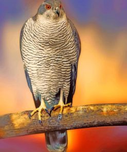 Falcon Hawk Species paint by numbers