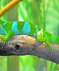 Fijian Banded Iguana Paint By Numbers