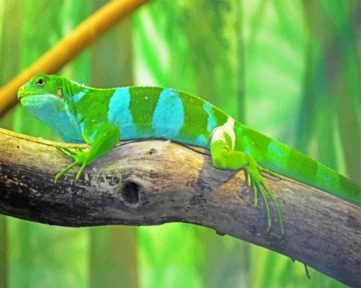 Fijian Banded Iguana Paint By Numbers