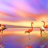 Flamingos At Sunset Paint By Numbers