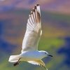 Flying Columbidae paint by numbers