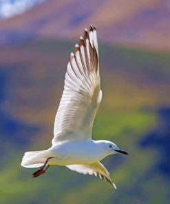 Flying Columbidae paint by numbers