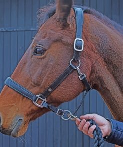 French Farm Horse paint by numbers