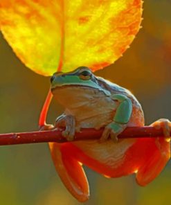 Frog On Stick paint by numbers