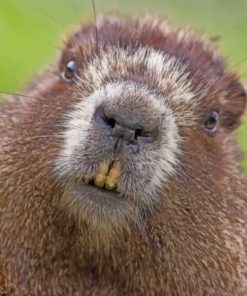 Furry Beaver Face paint by numbers