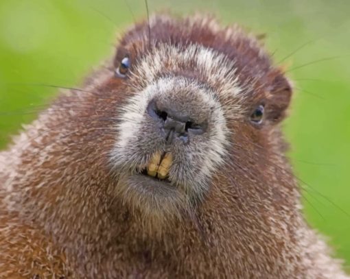 Furry Beaver Face paint by numbers