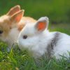 Furry Home Bunnies