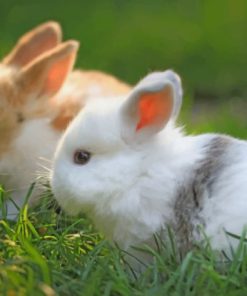 Furry Home Bunnies