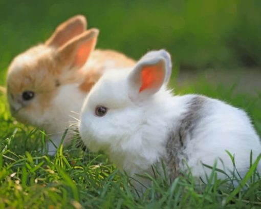 Furry Home Bunnies