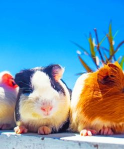 Guinea Pigs Siblings Paint By Numbers