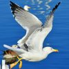 Sea Gull Flight Paint By Numbers