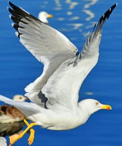 Sea Gull Flight Paint By Numbers