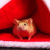 Hamster In Santa Claus Beanie paint by numbers