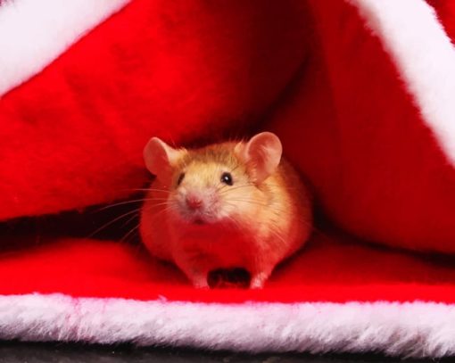 Hamster In Santa Claus Beanie paint by numbers