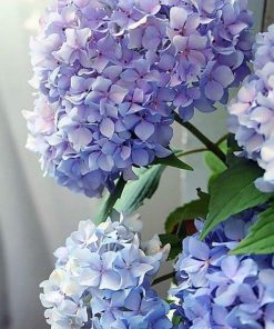 Happily Hydrangea Paint By Numbers