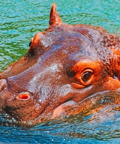 Hippo's Head Paint By Numbers