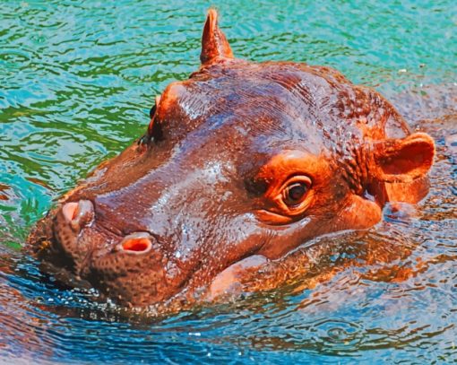 Hippo's Head Paint By Numbers